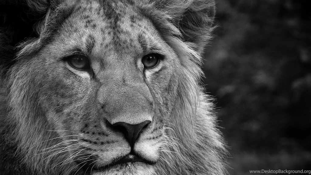Lion Wallpapers Cool 678 HD