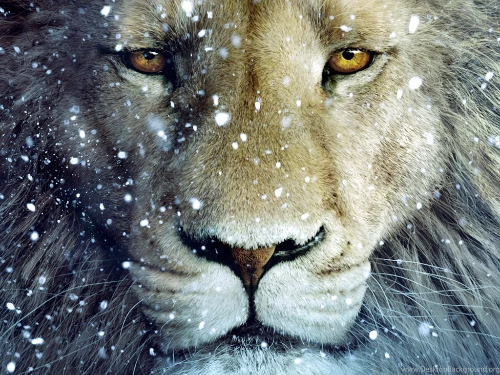 Lion+wallpapers+for+ipad.jpg