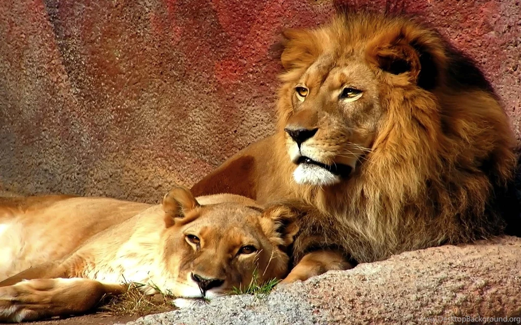 Top Cool Lion Background Images For Pinterest