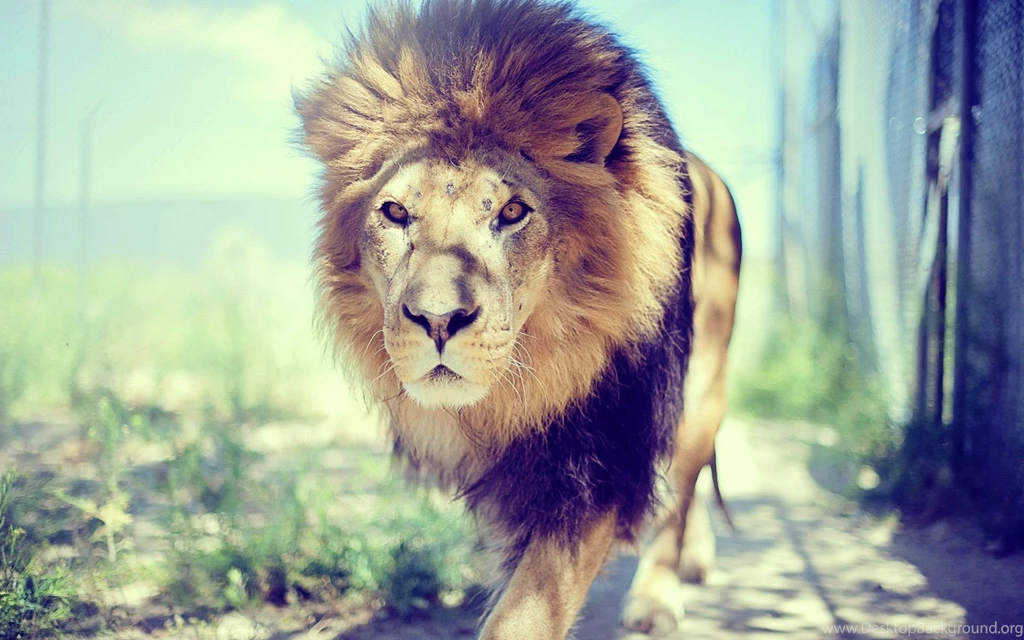 cool lion wallpapers grs15