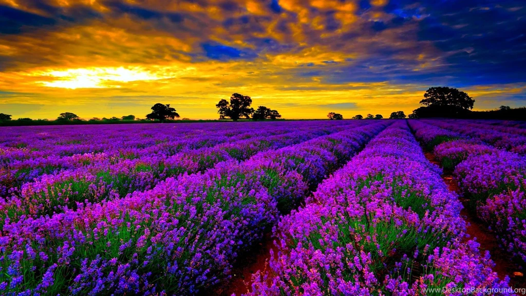 Lavender HD Wallpapers