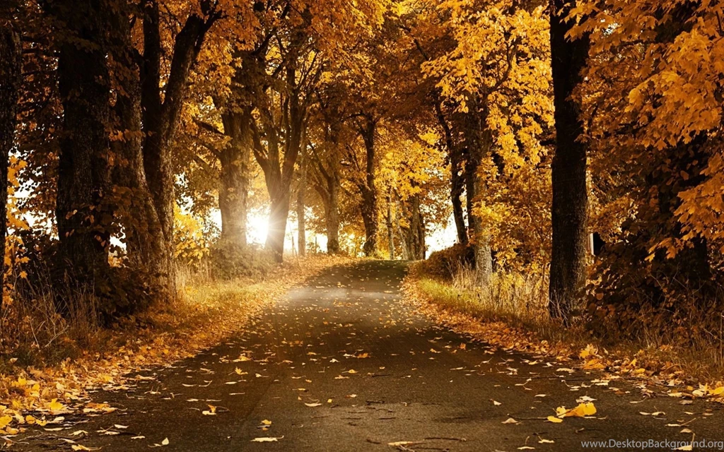 Autumn Leaves Desktop Wallpapers