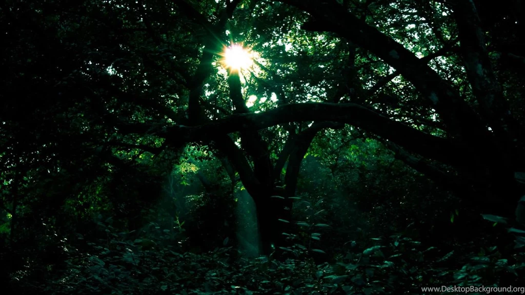 Beautiful Pictures Of Dark Forest