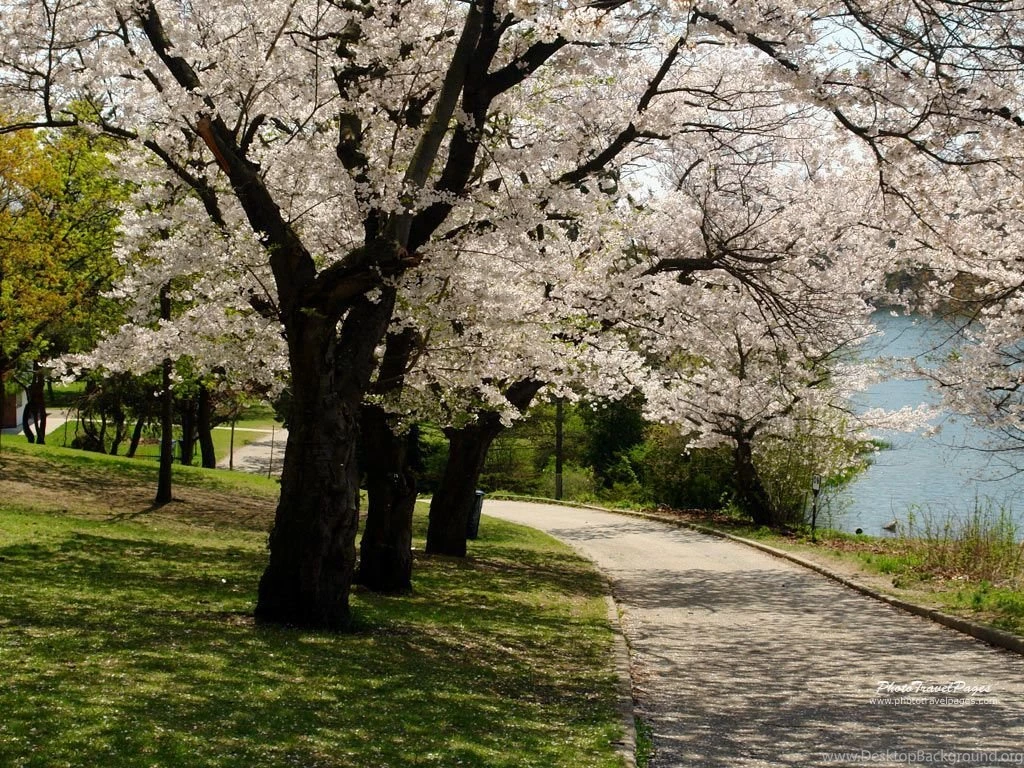 Beautiful Blooming Trees Spring Wallpapers (33778380) Fanpop