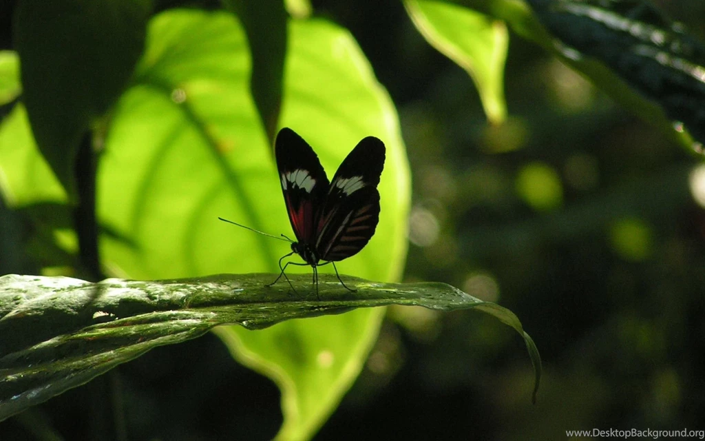 Butterfly Wallpapers