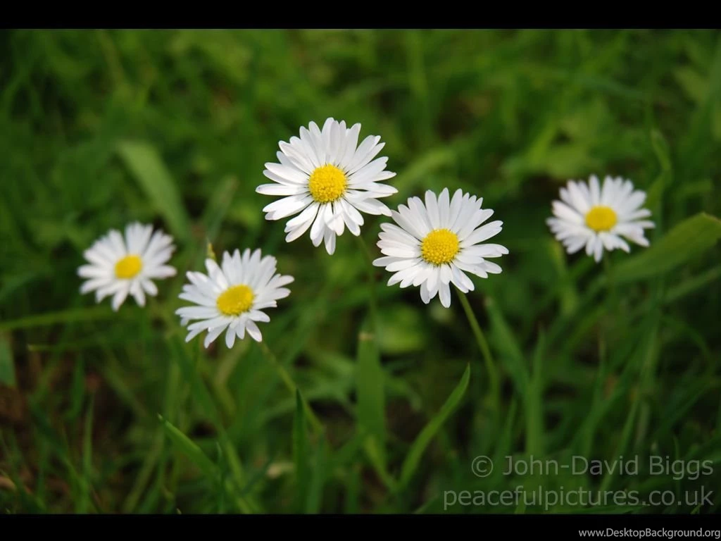 Desktop Backgrounds Wallpapers 3203