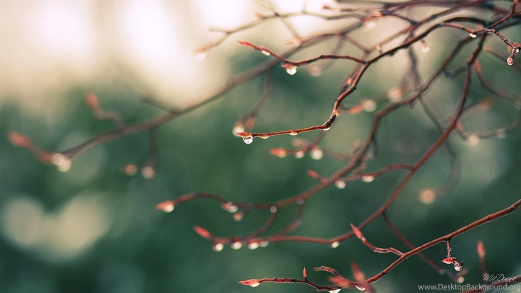 Spring rain drops hd wallpaper.jpg