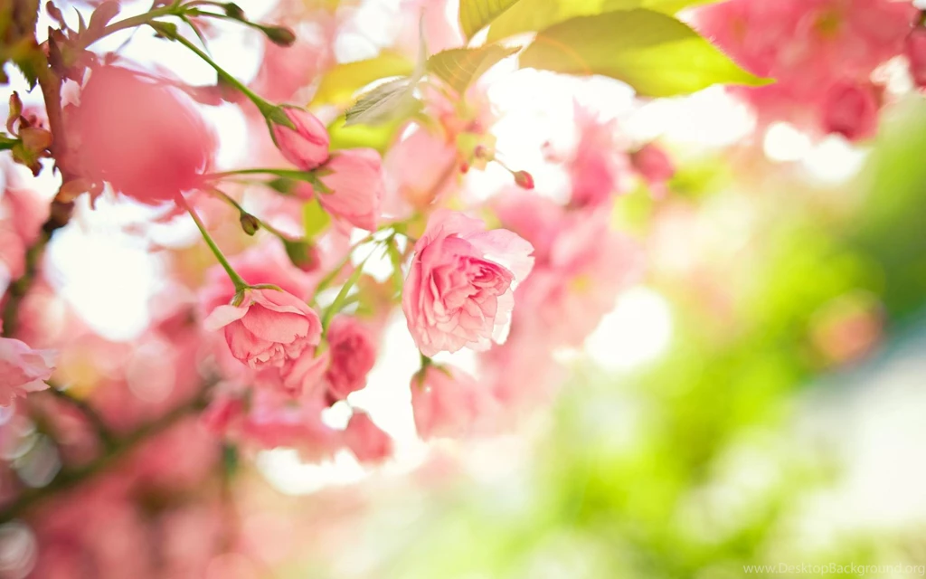 Spring Wallpapers >> Backgrounds With Quality HD
