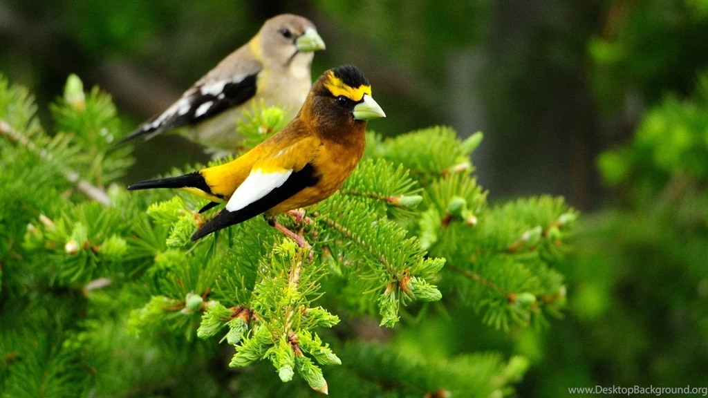 Animals And Birds Wallpapers Hd 1920x1080 Free Wallpapers Full Hd ...