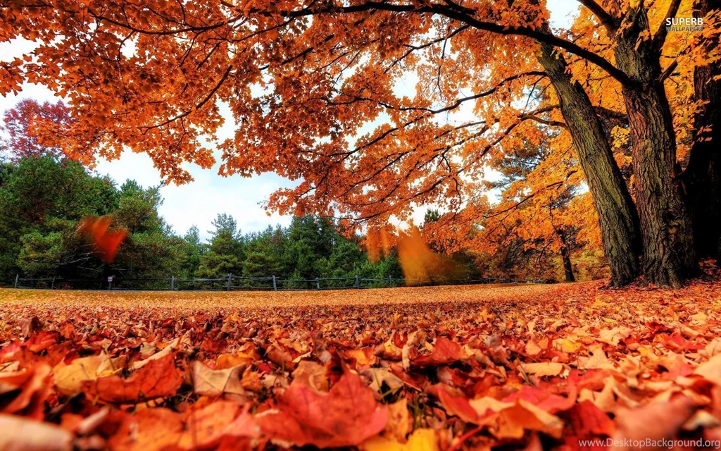 Red Autumn Leaves Wallpapers Nature Wallpapers Desktop Background