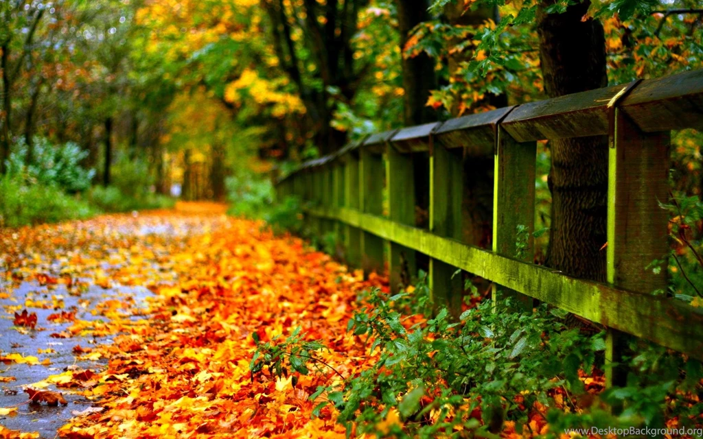 Road With Autumn Leaves >> HD Wallpaper, Get It Now!