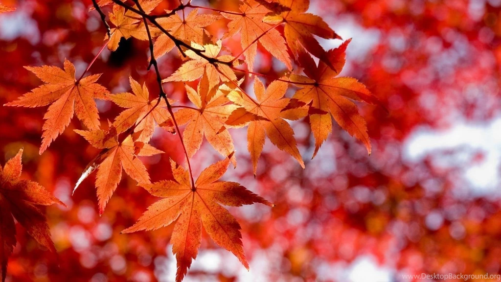 Autumn Leaves Wallpapers Wallpapers HD Wallpapers 92720
