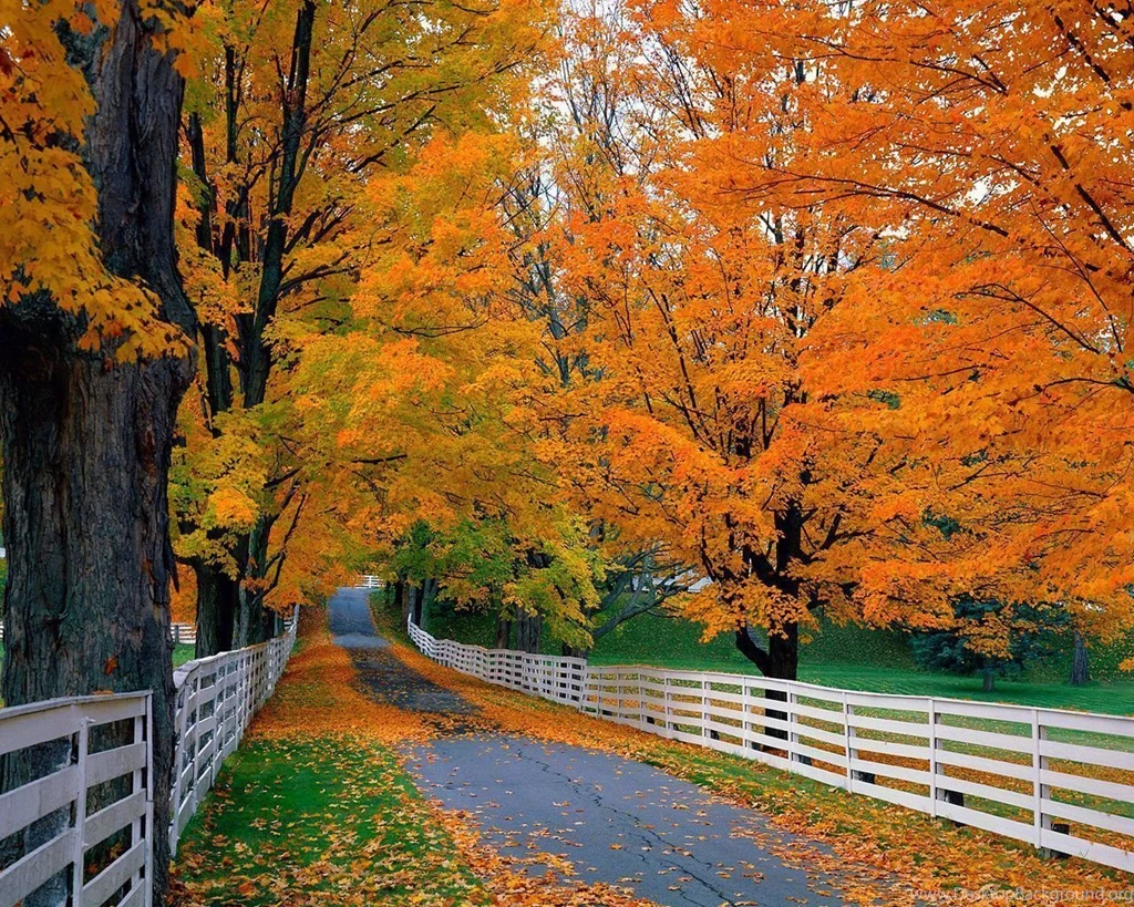 Fall Leaves Wallpapers
