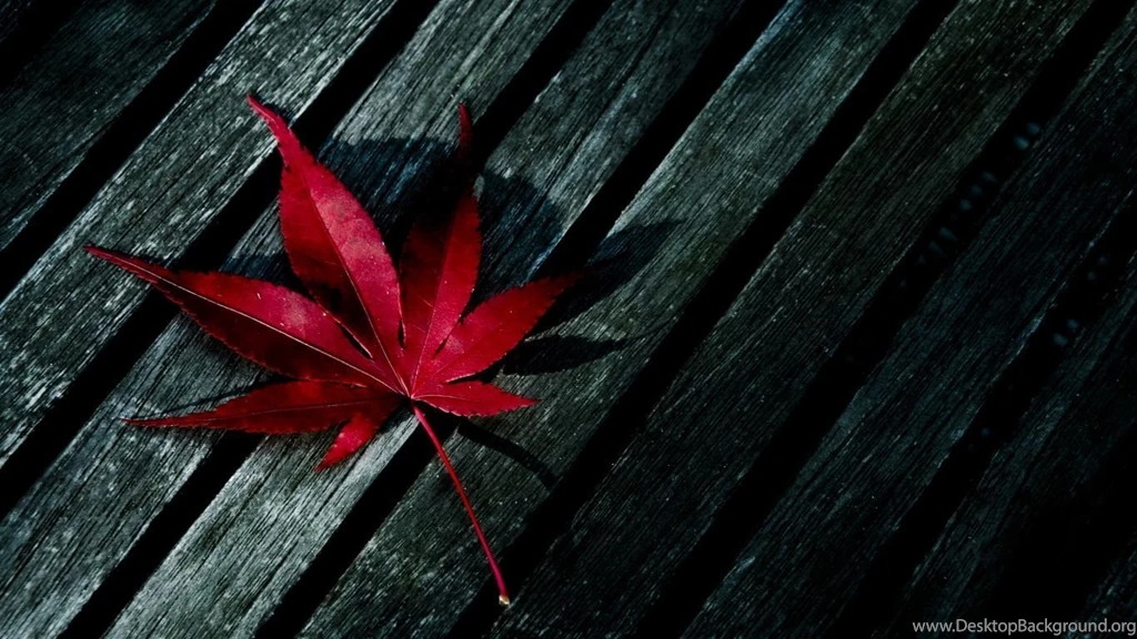 autumn leaves wallpapers wallpapers