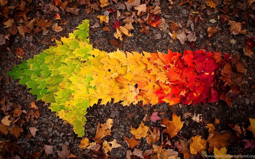 1680x1050 Autumn Leaves Arrow Wallpapers