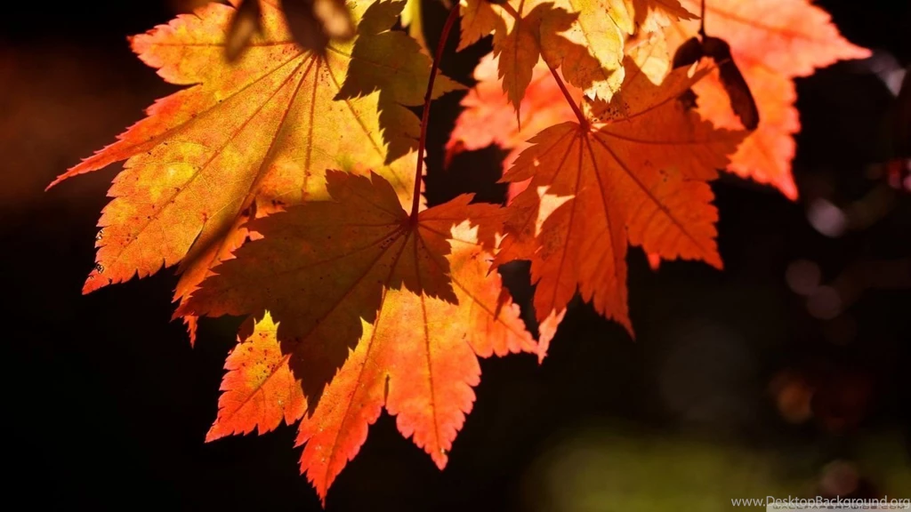 Autumn Leaves HD Desktop Wallpapers : High Definition : Fullscreen ...