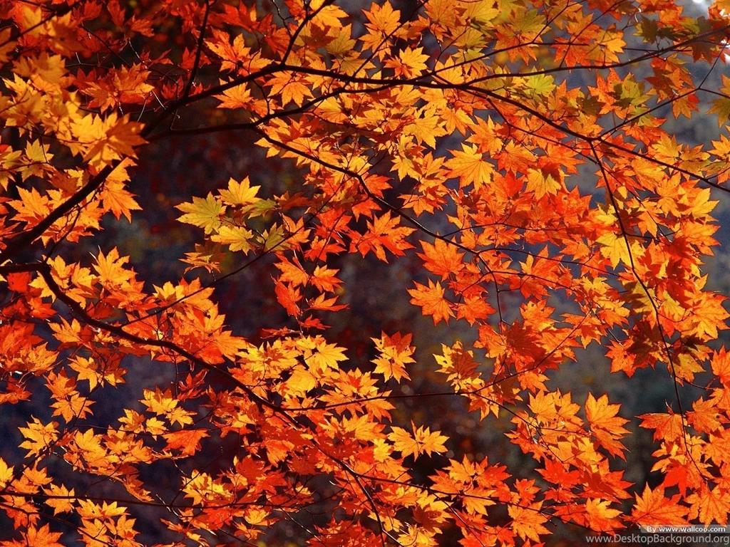Autumn Tints,Goden Autumn, Beautiful Autumn Leaves Wallpapers ...