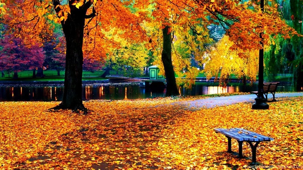 Autumn Leaves On The Park Path Wallpapers HD 1080p For Desktop