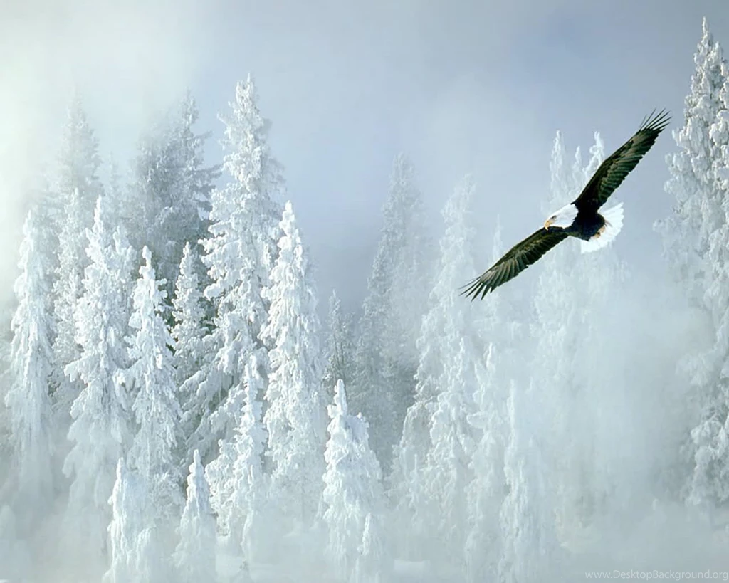 Bald Eagle Backgrounds