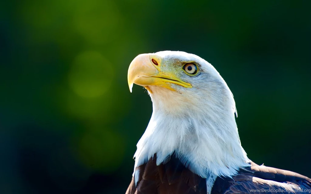 Eagles backgrounds computer download.jpg
