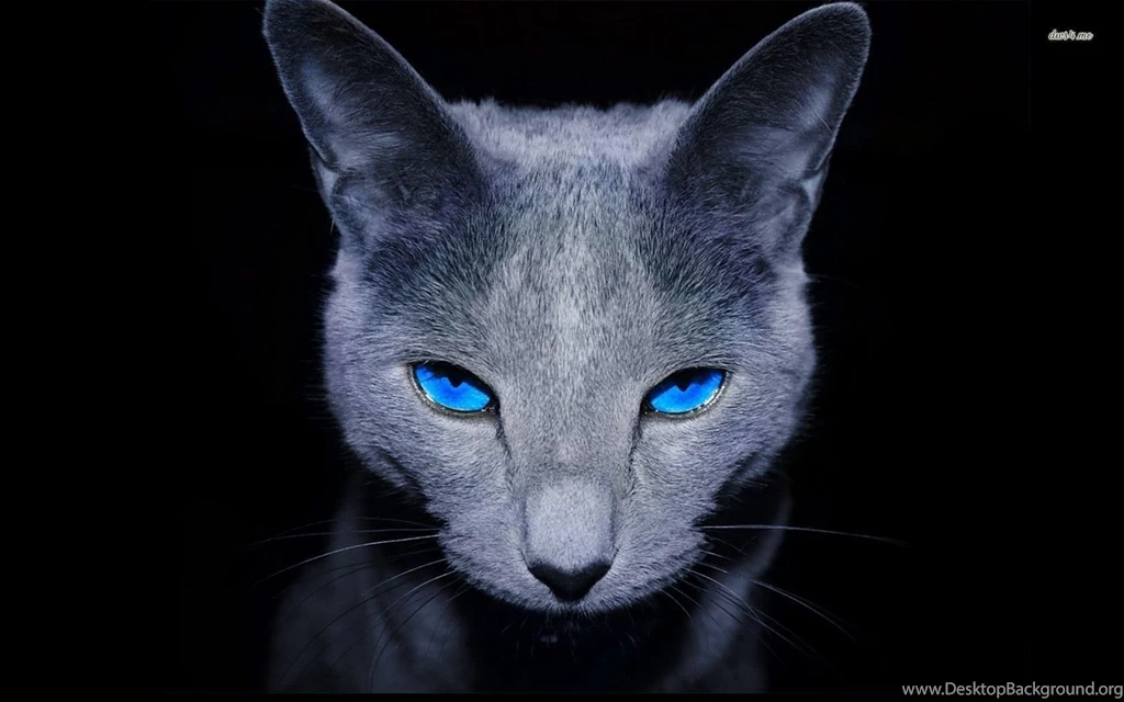 Russian Blue Cat Wallpapers Animal Wallpapers