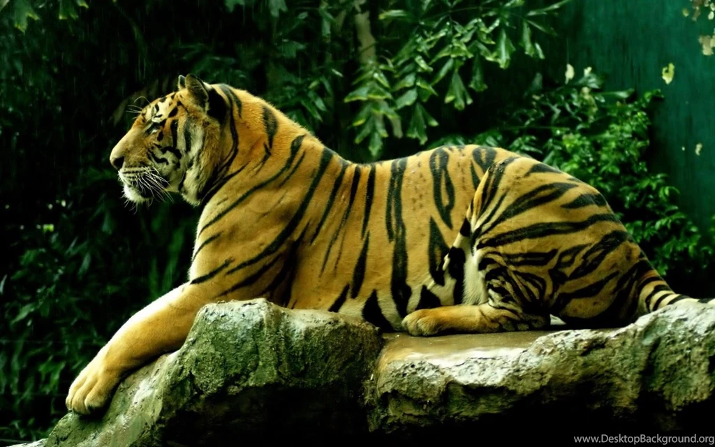 Best Desktop HD Wallpapers Tiger HD Wallpapers