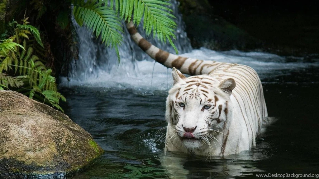 White Tiger Wallpapers Hd   Wallpapers HD Wide