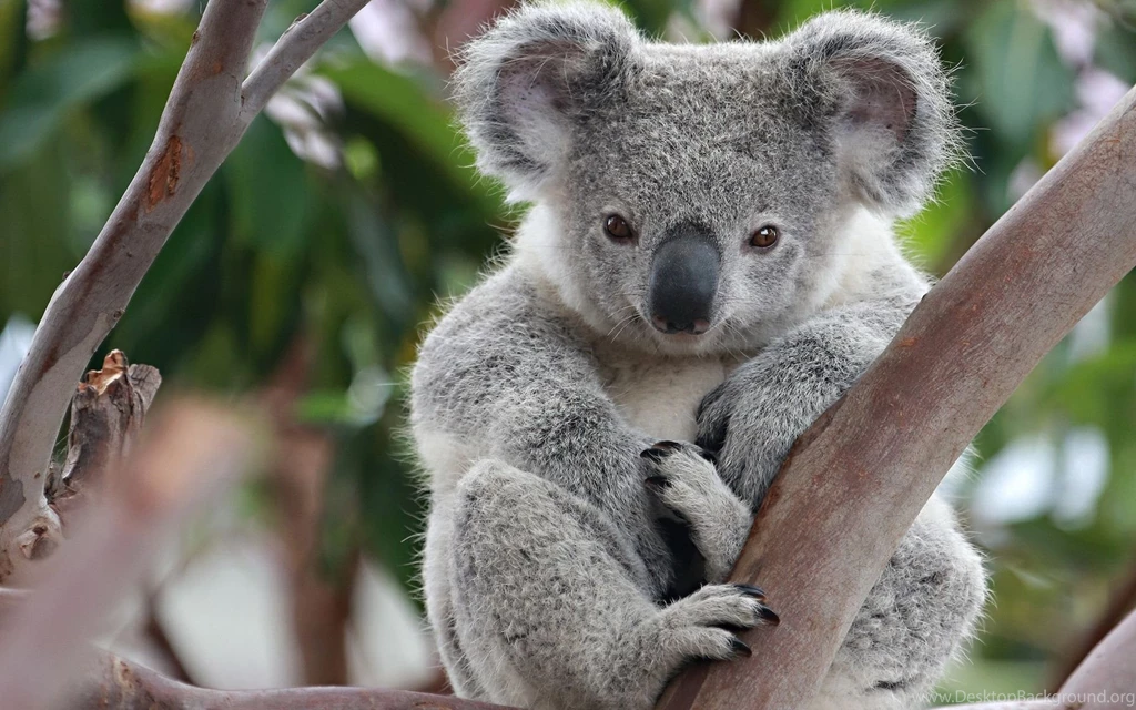 Koala Desktop Wallpaper HD.jpg