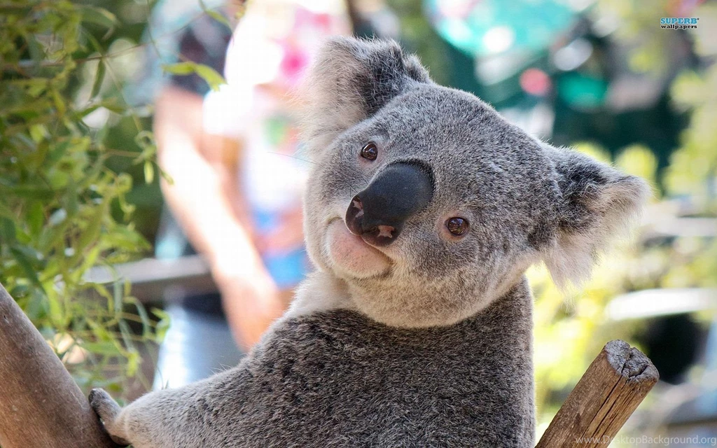 Koala Wallpapers Animal Wallpapers