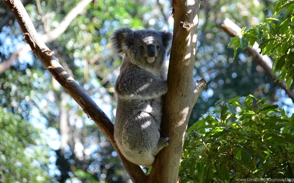 Koala Sitting On Tree Branch Wallpaper HD.jpg