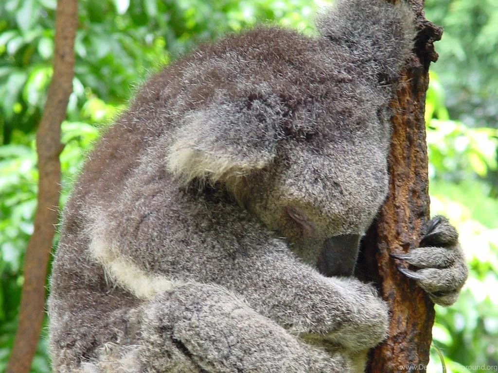 Koala Wallpapers Animals Town