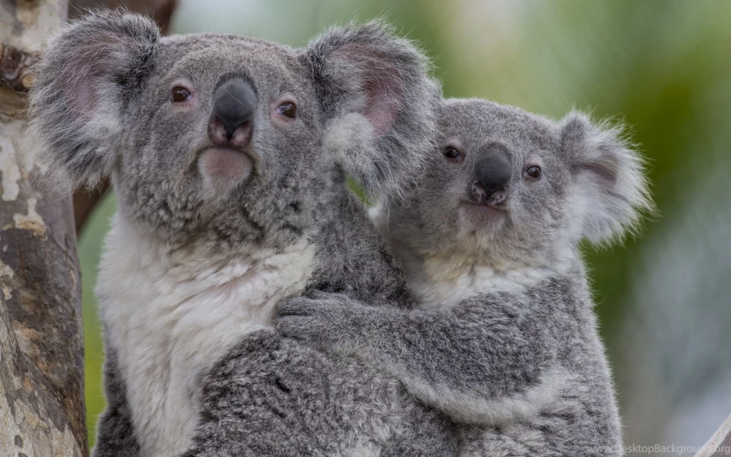 Koala Wallpapers