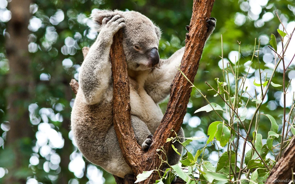 Download Wallpapers 3840x2400 Koala, Trees, Rest, Sleep Ultra HD 4K ...