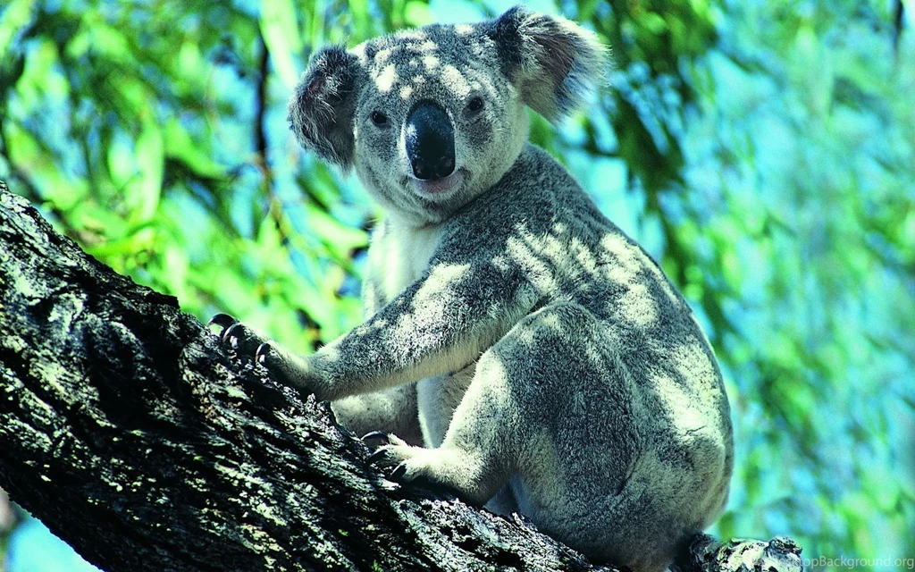 Koala Top Wallpapers Beautiful Free Wallpapers / Wallpapers Koala ...