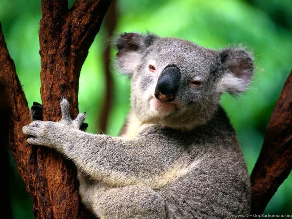 Koala 001.jpg