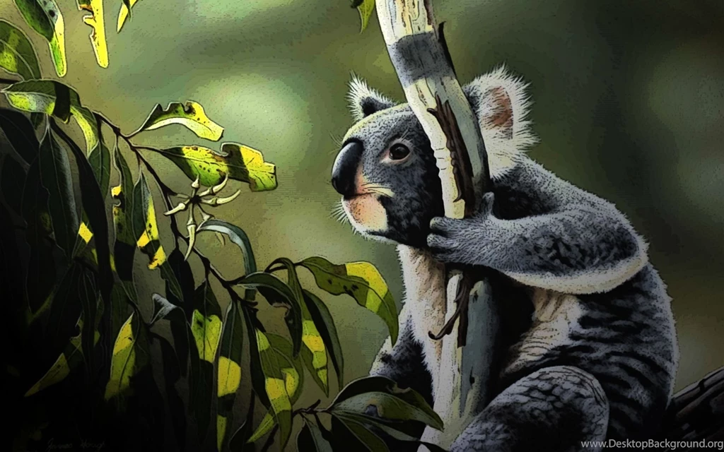 Koala Computer Wallpapers, Desktop Backgrounds