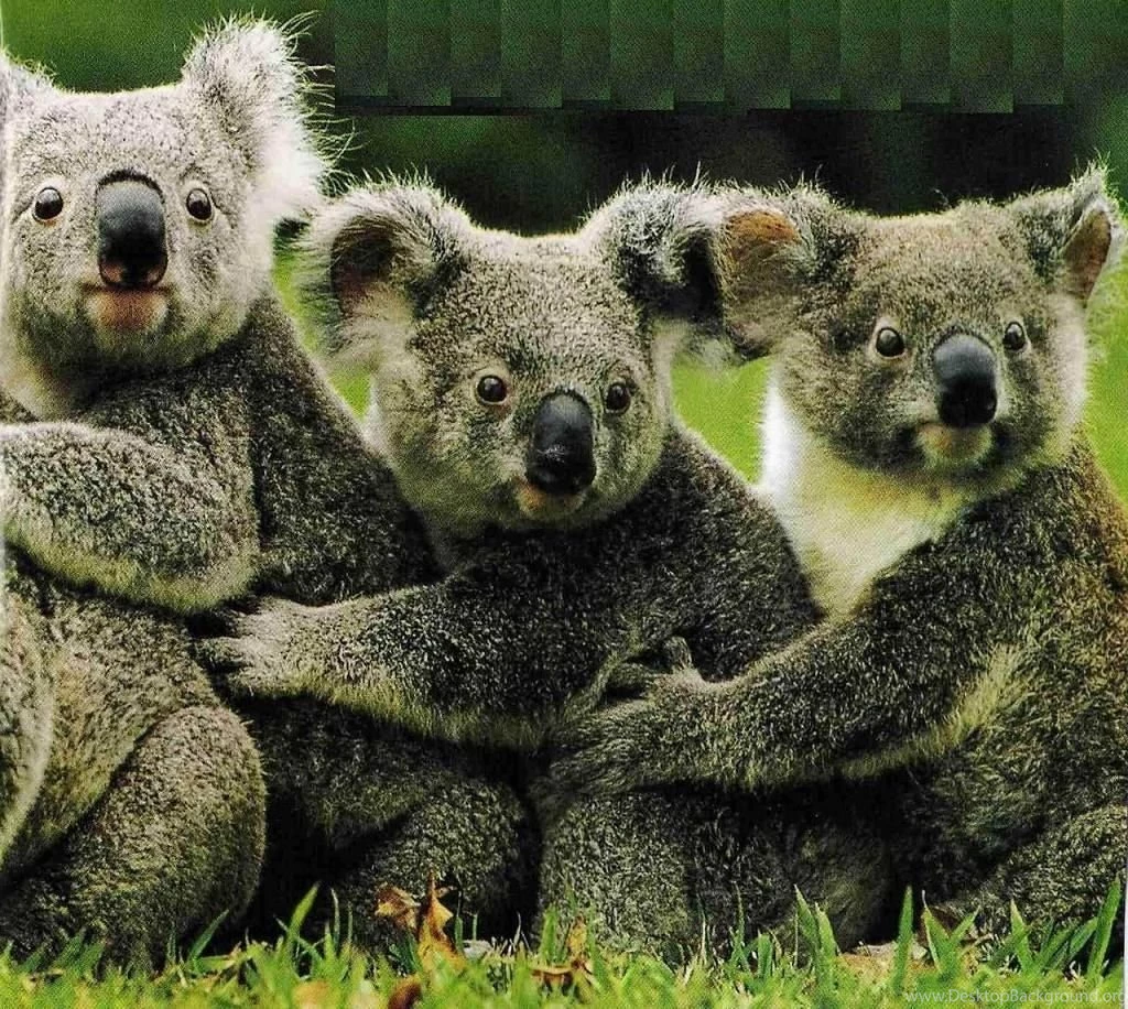 Happy Koala Wallpaper.