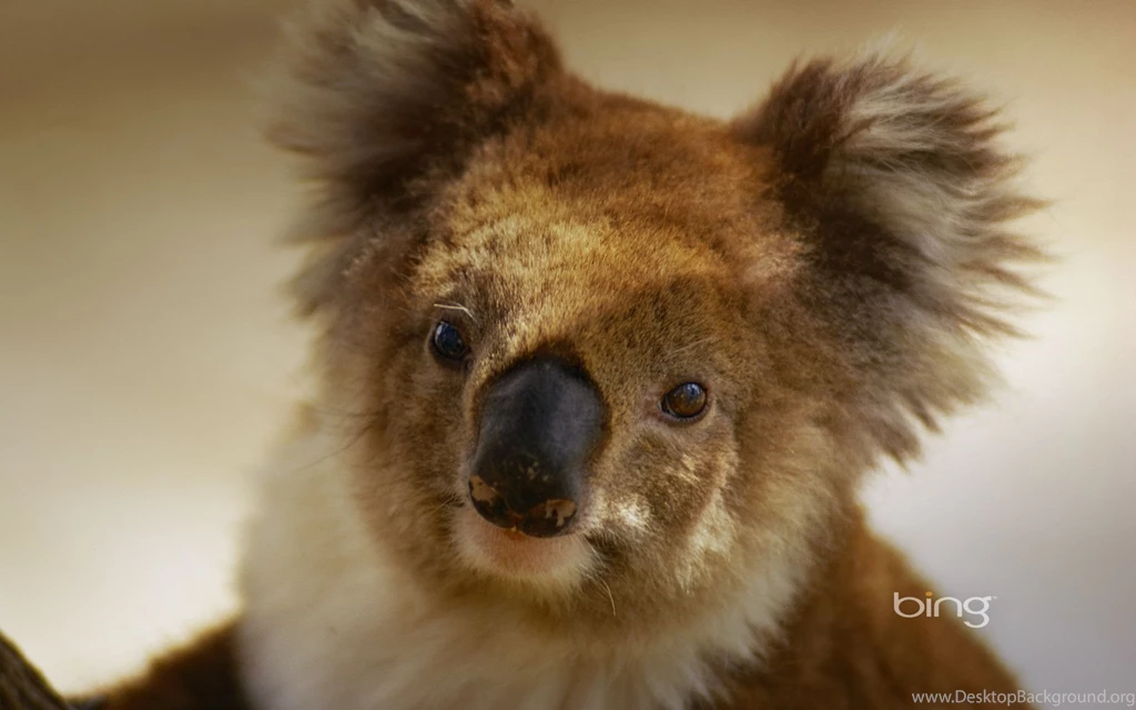 Koala Australia Wallpapers (32220217) Fanpop
