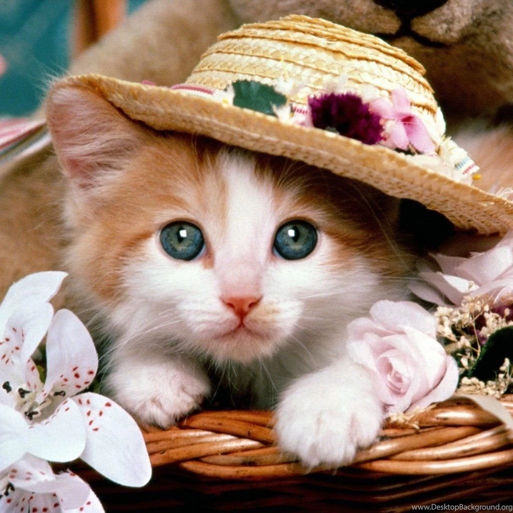 Nerdy Kitten Ipad Wallpapers PowerballForLife
