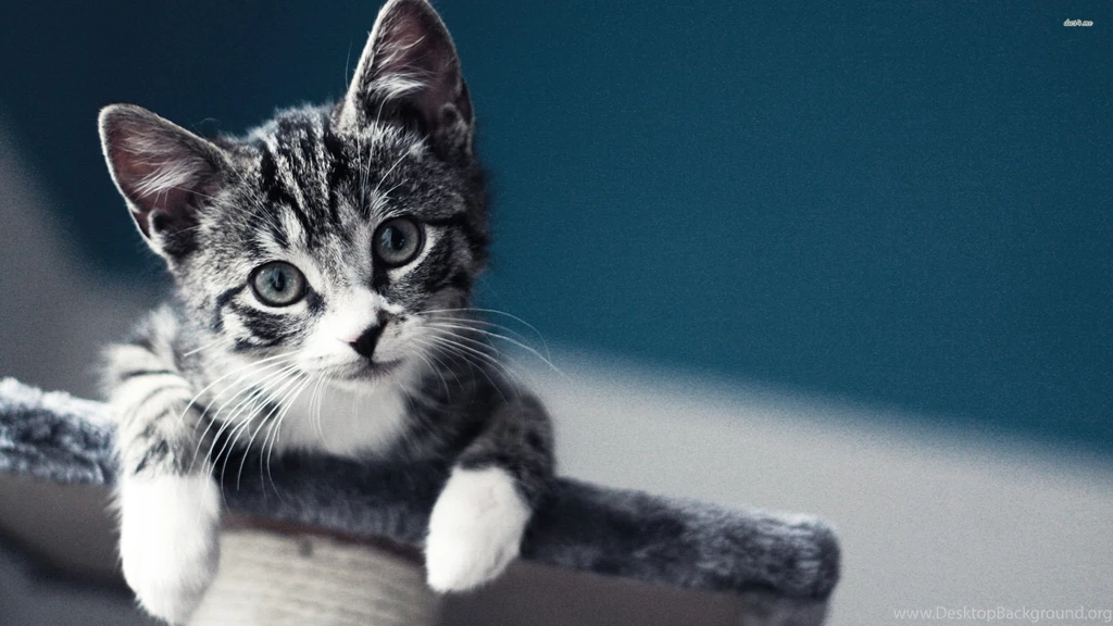 Cute Kitten Wallpapers Animal Wallpapers