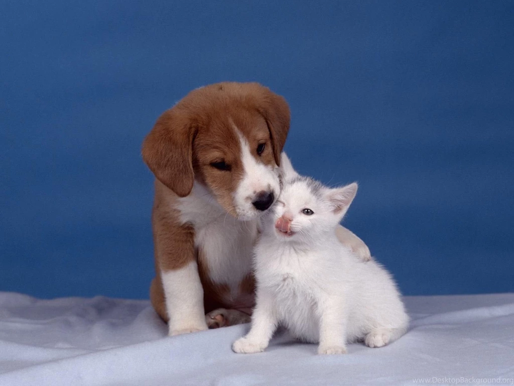 Kittens Wallpapers