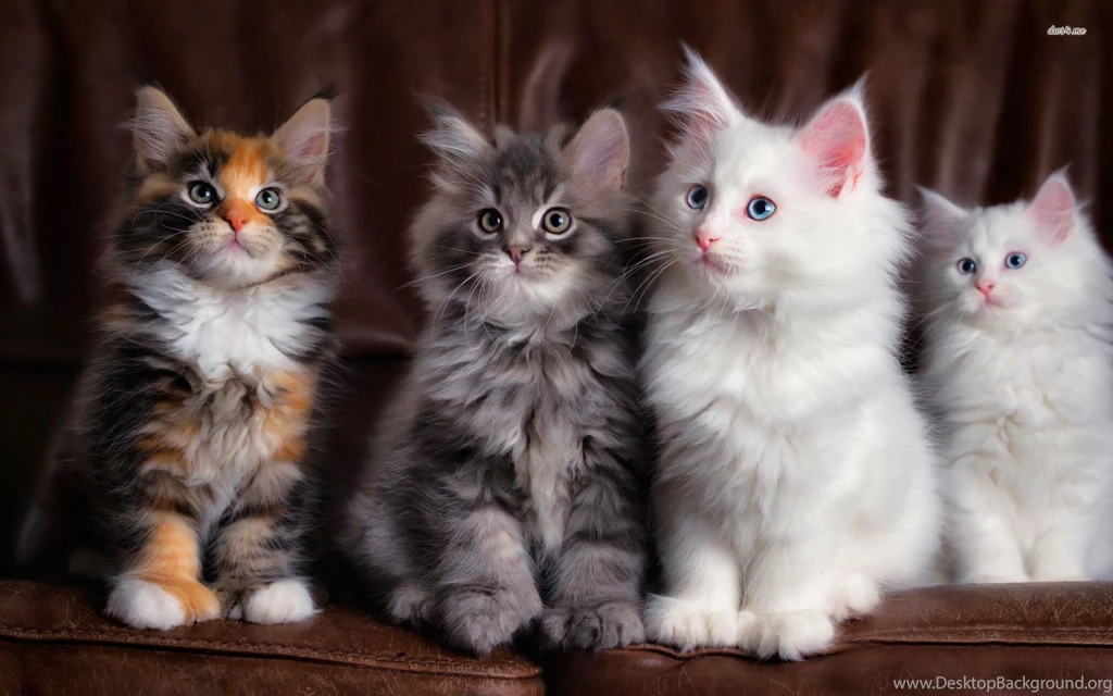 Cute Kittens Wallpaper Images Download