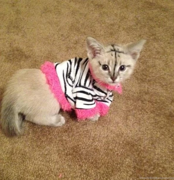 Is There A Subreddit For Cross dressing Kittens Wallpapers ...