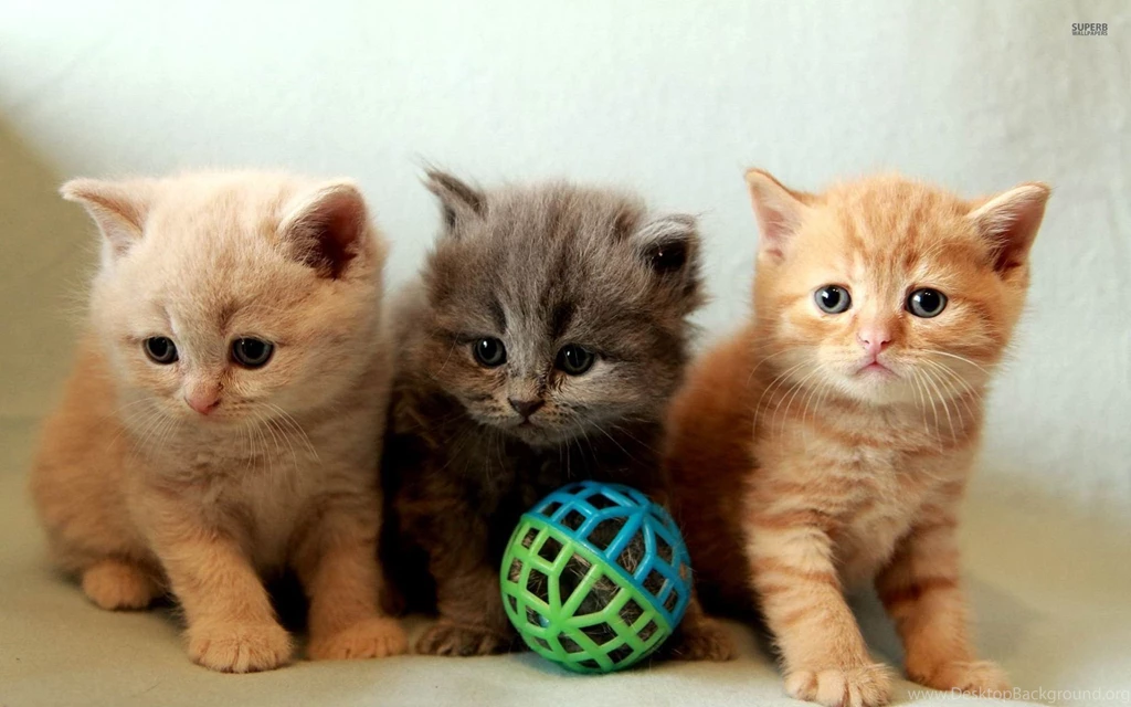 Cute Kittens Wallpapers Animal Wallpapers