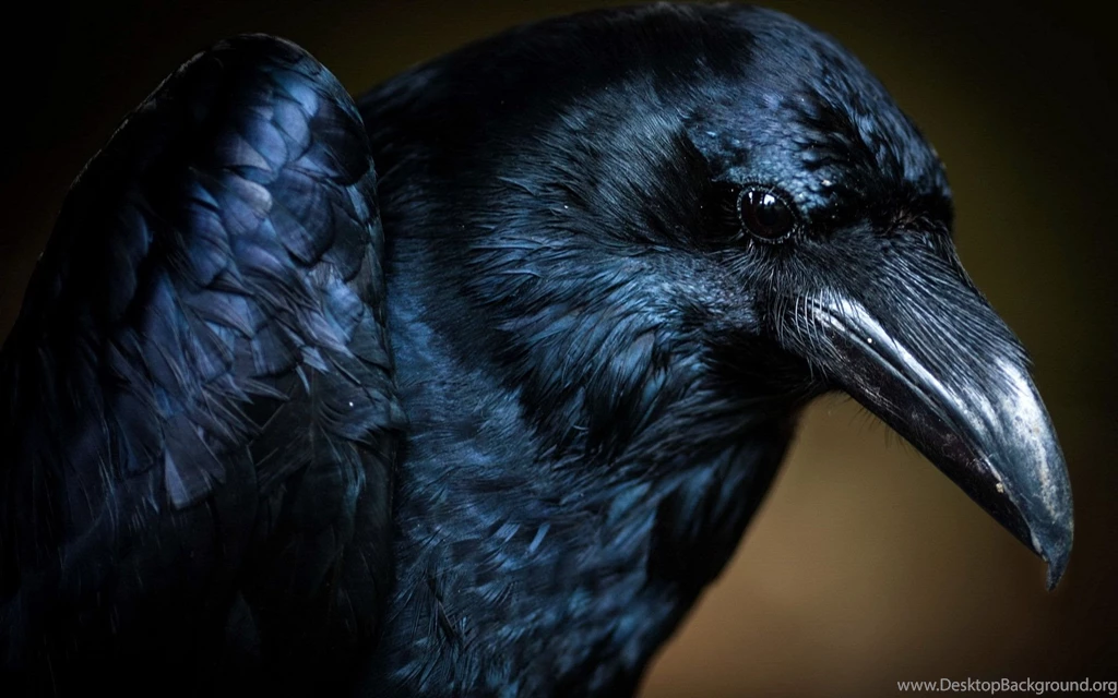 Crow Wallpapers