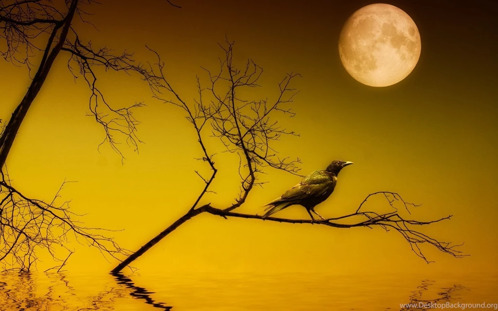 The Crow Wallpapers HD Download