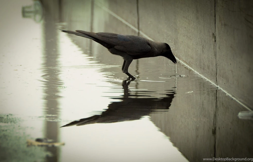 Crow Bird Wallpapers