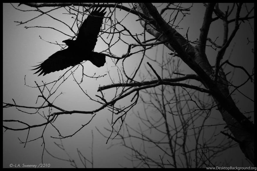 Crow Wallpaper.