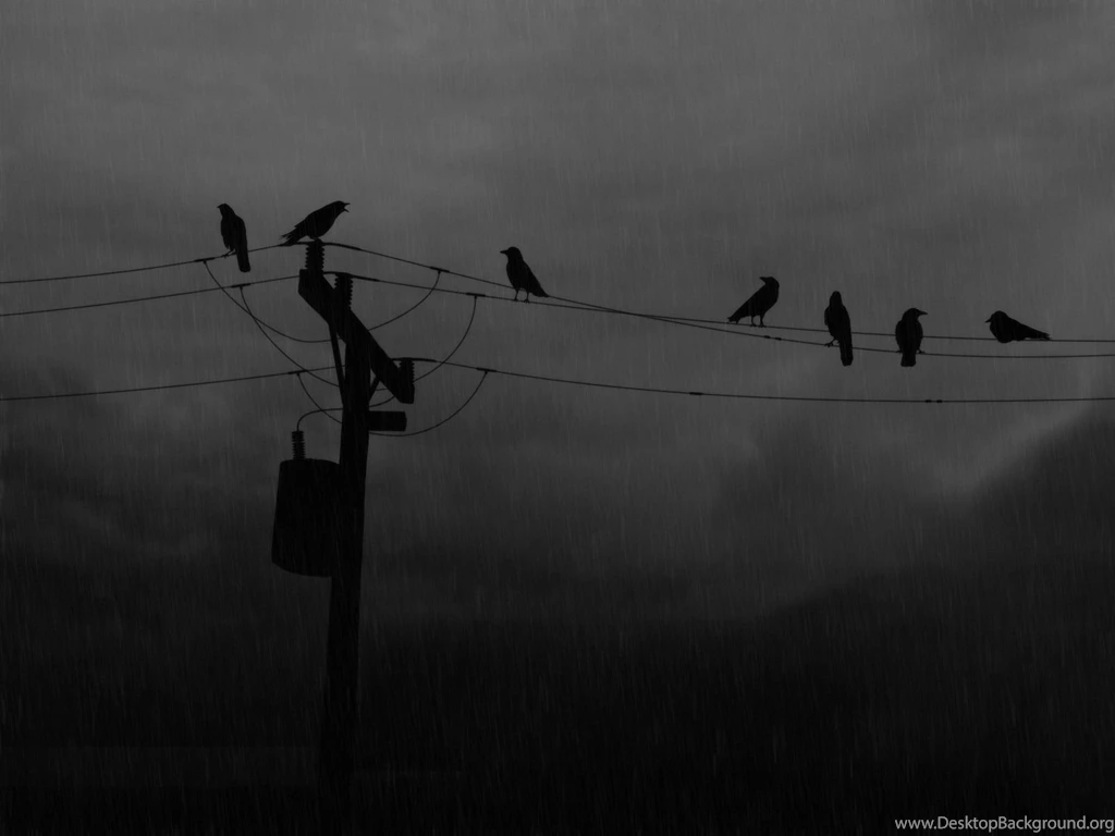 Crow Wallpapers