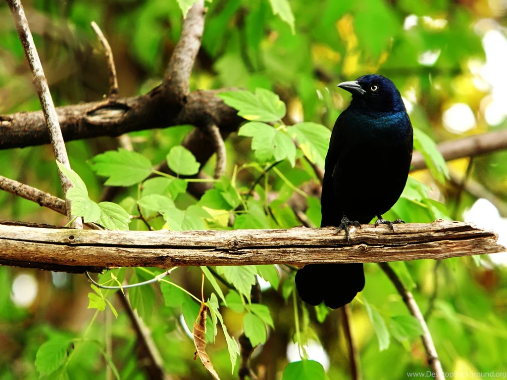Black Crow Wallpapers